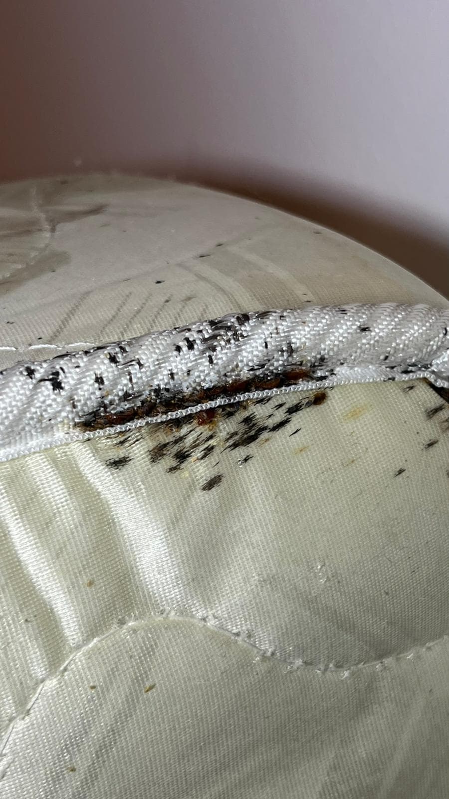 Infestare cu plosnițe de pat pe cusătura unei saltele — insecte adulte, ouă și pete de excremente, identificate în timpul unei inspecții Orynco în Oradea
